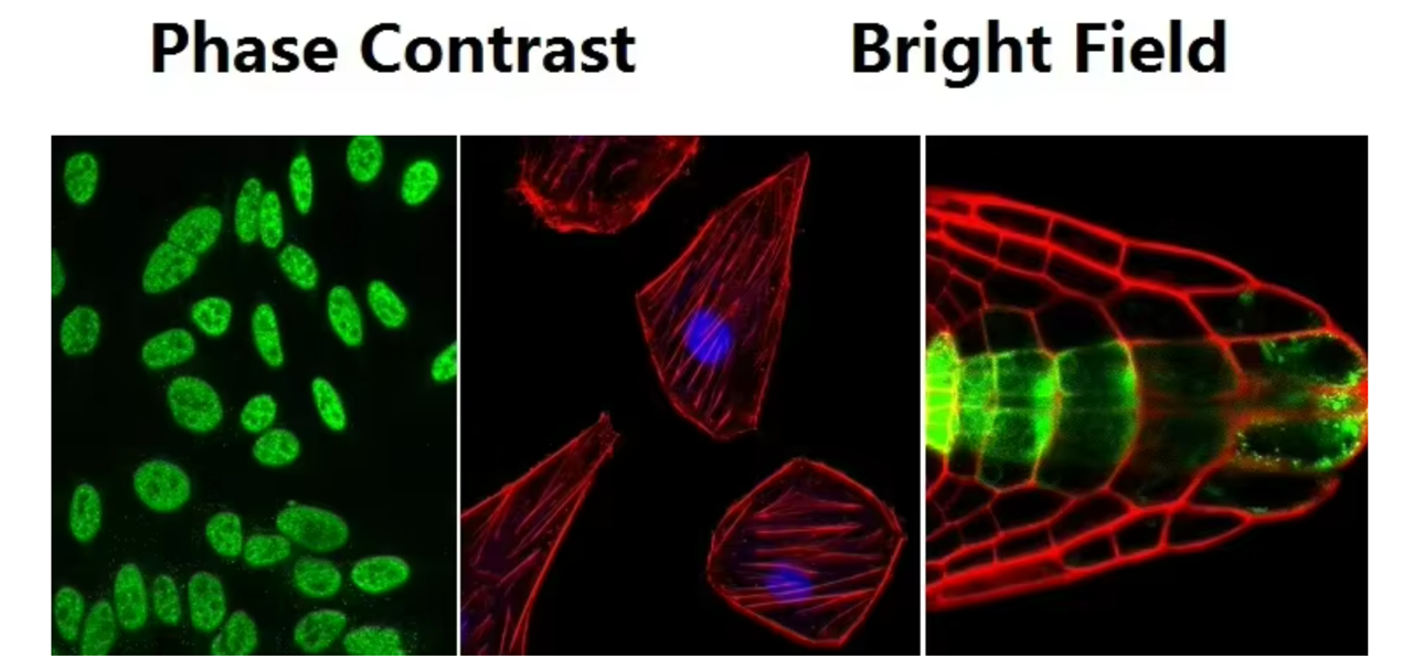 Inverted Fluorescence Microscope Phase Contrast